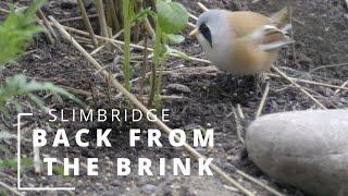 BEARDED TIT BACK FROM THE BRINK