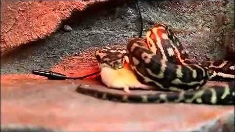 South West Carpet python