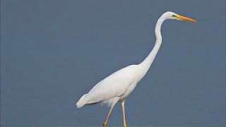 Great White Egret walking on ice (funny bird walking)