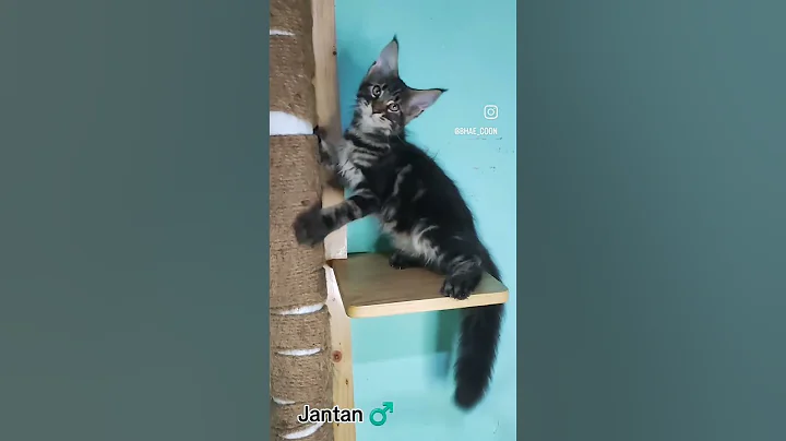 Video 6831281: coon mainecoon cat, adopt mainecoon cat, male mainecoon cats, mainecoon cat cute, cfa cat