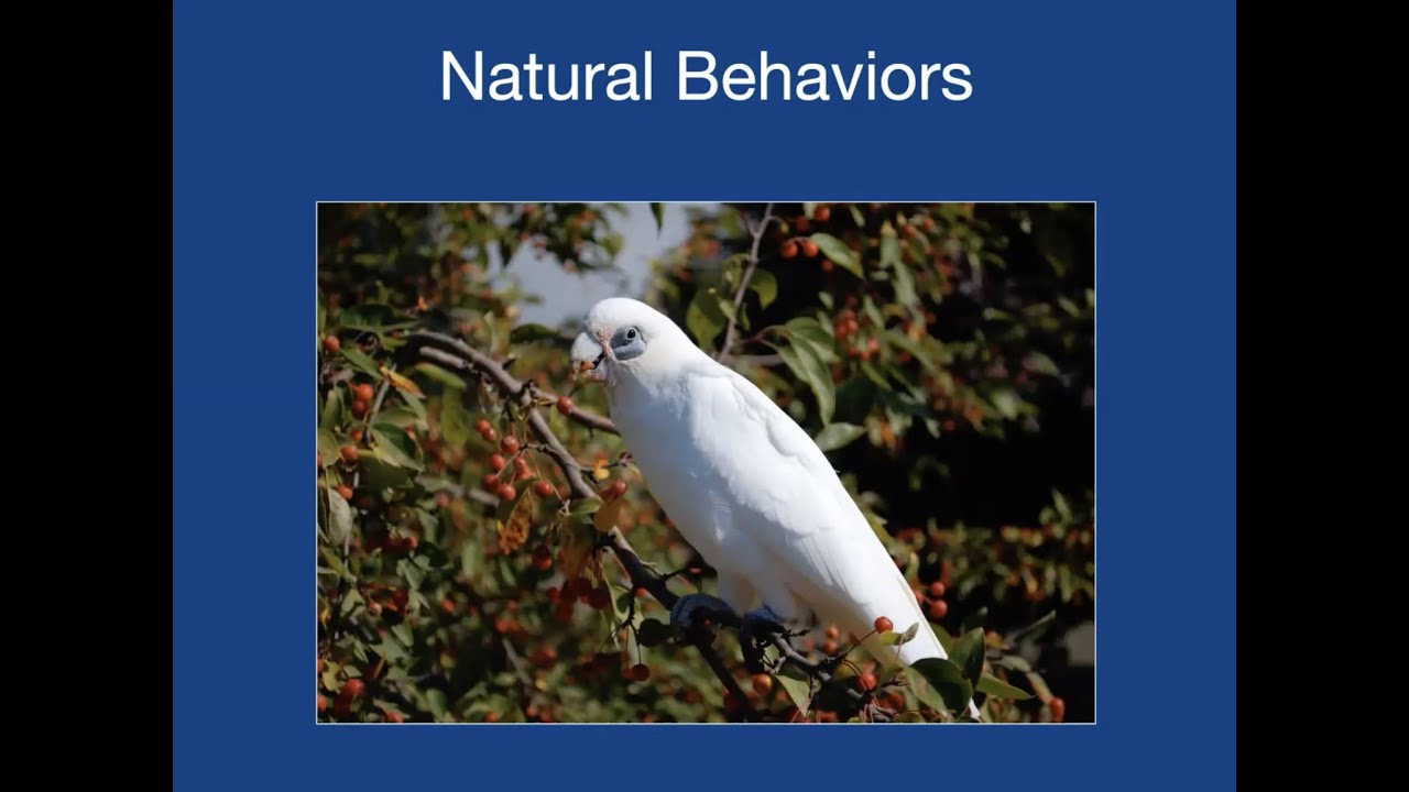 "Raised Right and Flight For Life" with Chris Shank from Cockatoo Downs