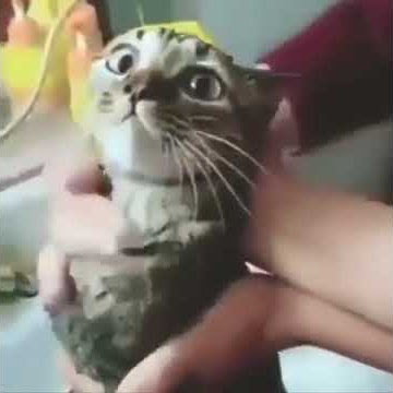 video lucu# kucing panggil nama agus...🤣🤣🤣