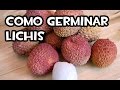 Como germinar lichis | Experimento