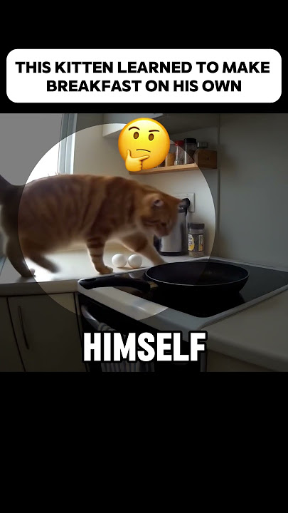 When Your Cat Cooks Better Than You