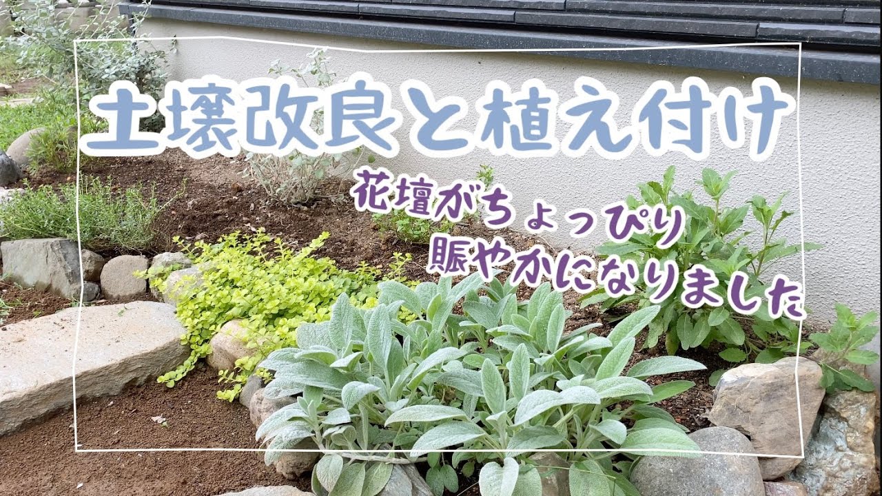 ガーデニング 土壌改良と植栽 花壇が少し賑やかになりました Youtube ガーデニング 土壌改良と植栽 花壇が少し賑やかになりました Youtube