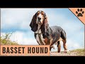 Basset Hound - Dog Breed Information の動画、YouTube動画。
