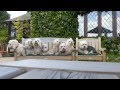 Dandie Dinmont Terriers photoshoot の動画、YouTube動画。