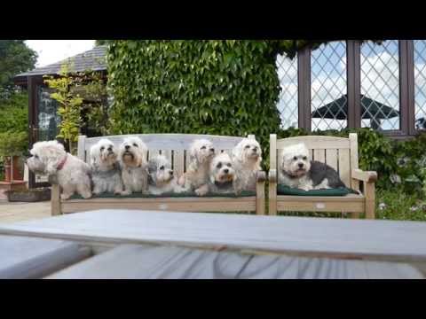 Video: Dandie Dinmont Terrier