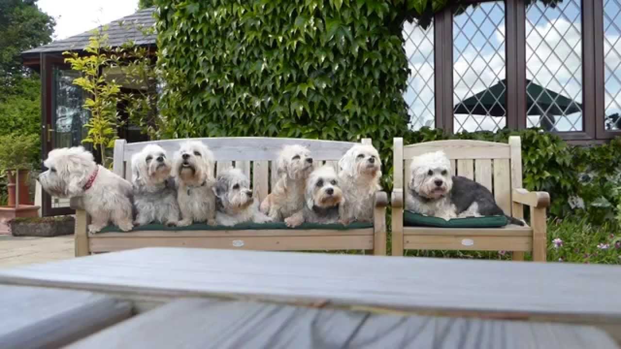 Dandie Dinmont Terriers photoshoot