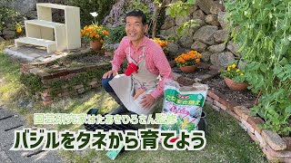 バジルの種まき｜園芸研究家はたあきひろさん監修
