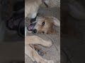 veellaki accident ayyindi treatment jarigindhi present bagane unnayi vokati kuntutundi