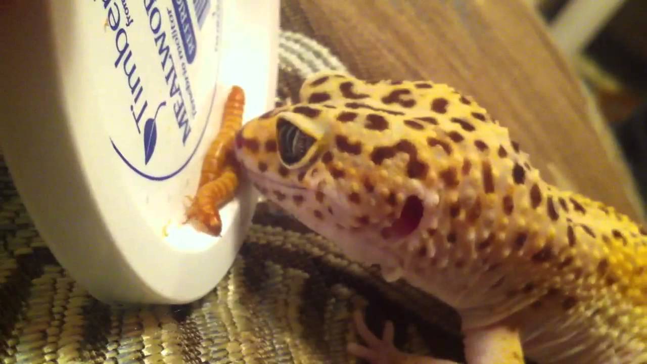 camera iphone 8 plus apk Ringo my leapordghecko eating