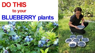 Do this to your Blueberry  plants for a bountiful harvest | Front Yard Garden | NJ and TX Garden