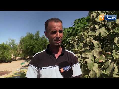 الوادي: فاكهة الباباظ أو البباز أو البابايا ..شجرة إستوائية روضتها أيادي جزائرية