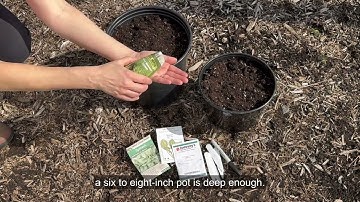 Growing Spinach in Containers