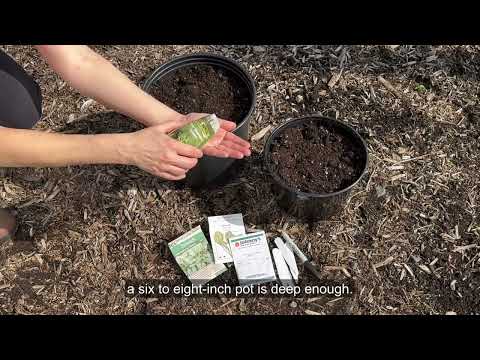 Video: Pěstování špenátu v nádobách – informace o péči o špenát v květináčích