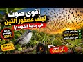 اقوى صوت لجذب عصفور التين من بداية الموسم 👍💪