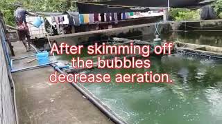 #3 Tilapia in Biofloc Technology, Disinfection part of Mentorship program #09063509620 #09701945249