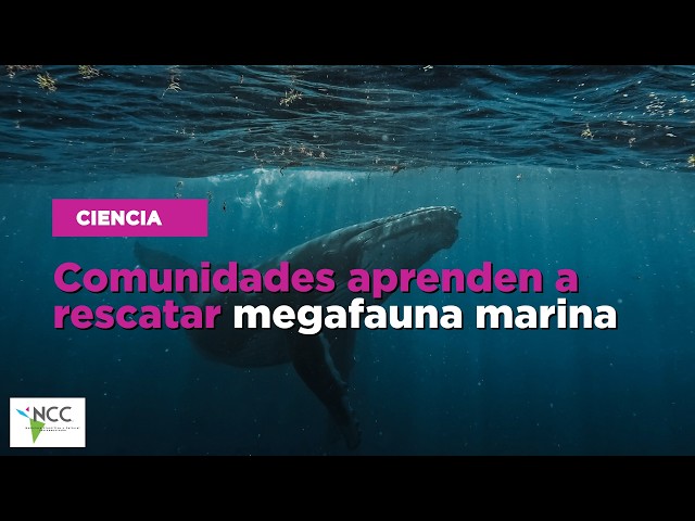 Comunidades aprenden a rescatar megafauna marina