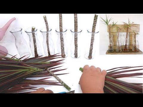 Vídeo: Reproducció De Dracaena A Casa (48 Fotos): Com Propagar Una Planta Mitjançant Esqueixos Apicals I Altres Mètodes? Com La Situes? Cura De Les Plàntules