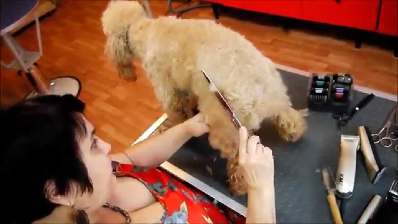 Стрижка пуделя - Херсон