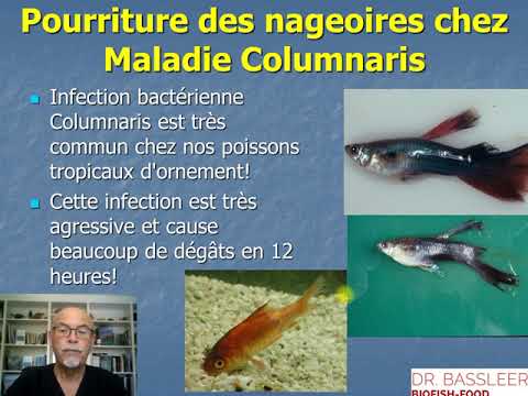 Vidéo: Infections Bactériennes (Aeromonas) Chez Les Poissons
