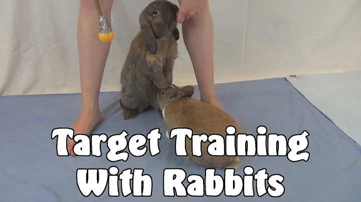 Clicker Training: Target Training With Rabbits