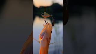 Fishing for a tail spinner / РЫБАЛКА на тейл спиннер