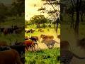 “Cheetah vs Buffalo Stampede – You Won’t Believe This Speed!”