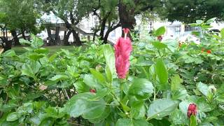 6月扶桑 1040603