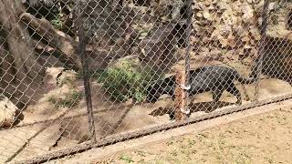 ZOOLOGICO DE MERIDA YUCATAN by ROCKY CLEMENTINO 176 views 8 months ago 22 minutes
