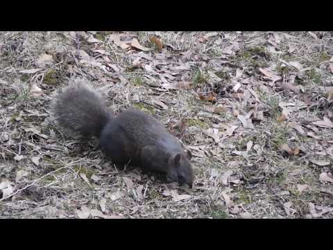 Video: Jinsi Ya Kulisha Squirrel