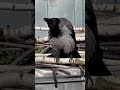 Crow asking for food