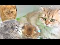 Three cats compete to adopt a little kitten
