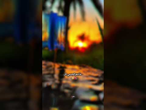 كالولي شو كلبك حجر حيدر الافريجي الحقيقة
