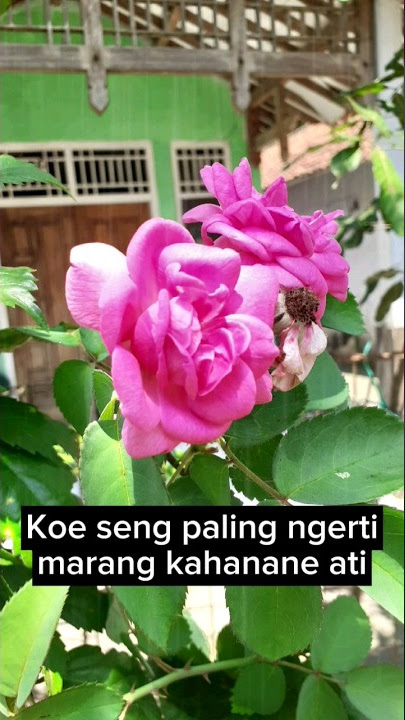 Lirik Nemu Gilga Sahid #storywaterbaru #storywa #nemu #gilgasahid