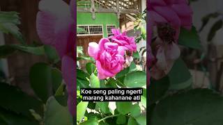 Download Lagu Lirik Nemu Gilga Sahid #storywaterbaru #storywa #nemu #gilgasahid MP3