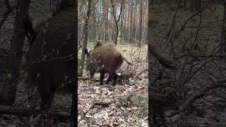 Wild Hog Family Spotted Near a Forest