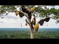 Unbelievable! A 300m Tall Tree Covered with Giant Beehives.