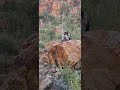 Ormiston gorge is one of the most impressive in the West MacDonnell Ranges.
