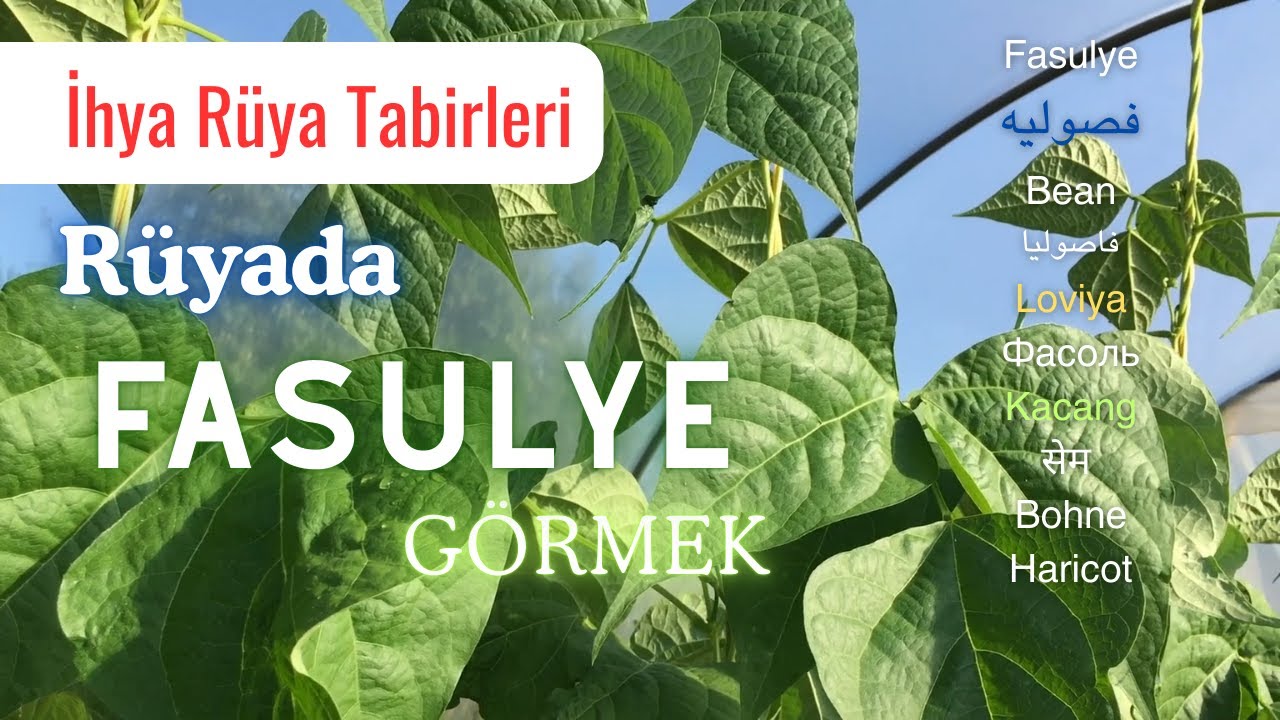 Rüyada Fasulye Görmek - İhya Rüya Tabirleri - YouTube