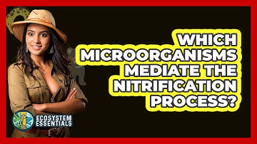 Which Microorganisms Mediate the Nitrification Process?