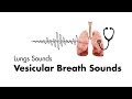 Vesicular Breath Sounds - Normal Lung Sounds - MEDZCOOL