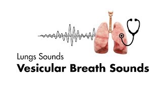 Vesicular Breath Sounds - Normal Lung Sounds - MEDZCOOL