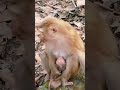 #monkey #monkeysr #animals #babymo #babymonkey #cute #monkeybusiness #funny #monkeylove #baby