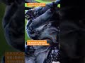 【昆虫衝撃アーカイブ】驚愕！わたしが驚いた咀嚼の威力。ゴマダラカミキリが木を削る音響学の世界を4Kで体験 #ゴマダラカミキリ #カミキリムシ #昆虫図鑑 #昆虫観察 #insects #undaze
