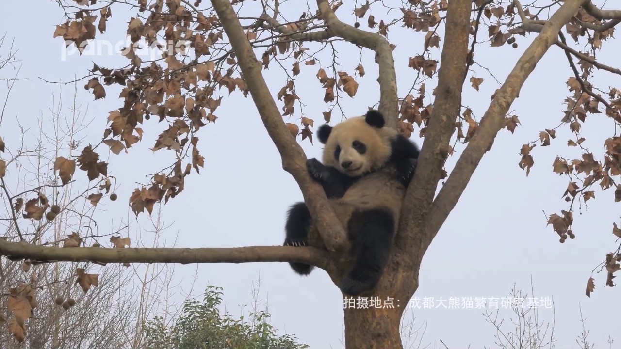 Who wanna follow the panda cub’s dance? pandas merge
