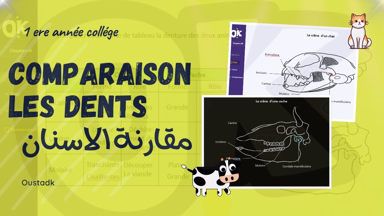 1AC | La denture chez le chat et la vache
