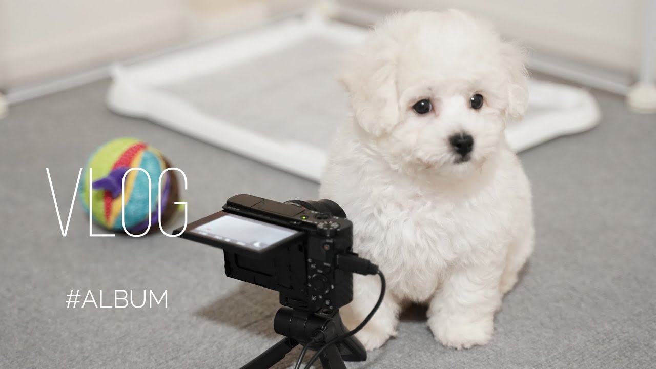 ビションフリーゼの子犬が成犬になり激変するまでの成長過程