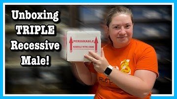 UNBOXING TRIPLE RECESSIVE MALE!!!! New Ball Python Pickup | Reptile Unboxing